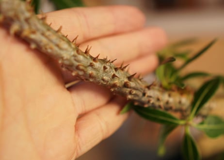 パキポディウム マカイエンセ　Pachypodium makayense