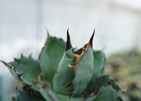 アガベ　チタノタ　 ブラックアンドブルー 　Agave titanota black and blue　NO.1
