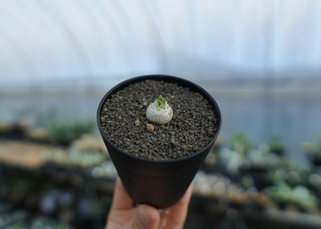 パキポディウム　恵比寿笑い　Pachypodium brevicaule　No.2