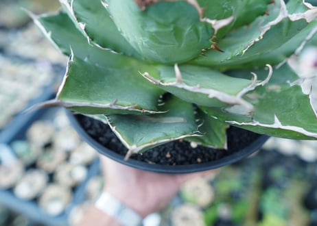 アガベ　チタノタ　FO-76　agave titanota  FO-76 No.1