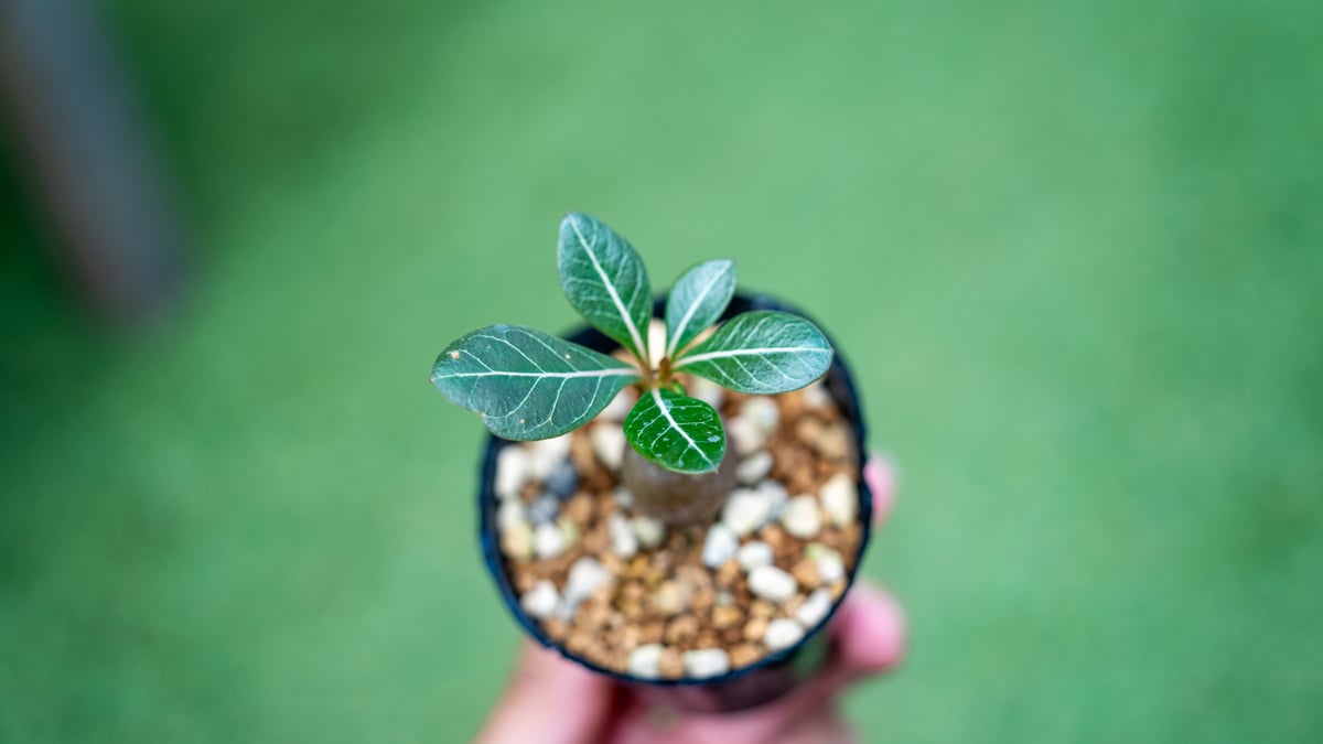 アデニウム ソコトラナム 沖縄実生 | mana's farm:塊根植物・アガベ