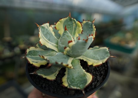 アガベ　兜蟹錦　連棘　Agave isthmensis “Kabutogani” variegata  No.4