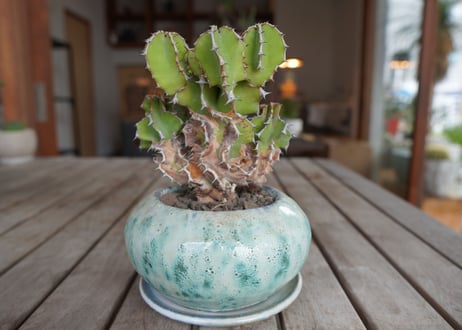 ユーフォルビア　クーペリー　Euphorbia Cooperi