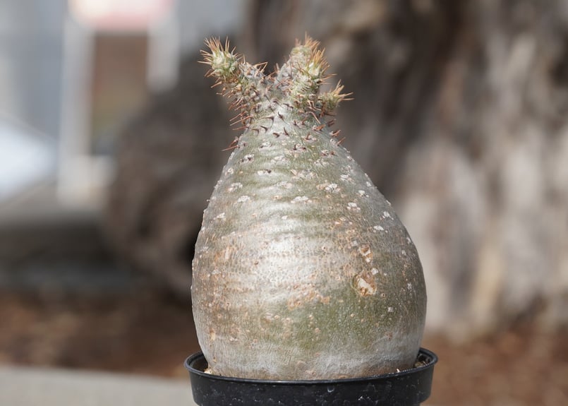 パキポディウム グラキリス No.8 | mana's farm:塊根植物・アガベ