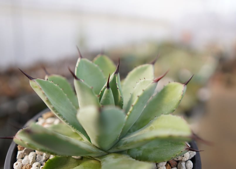 Agave potatorum✖️macroacantha【hybrid】230 Agave potatorum✖️macroacantha【hybrid】230 Macroacantha X