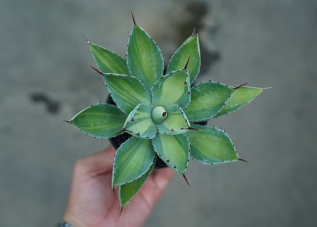 アガベ　 吉祥冠錦　Agave potatorum variegata