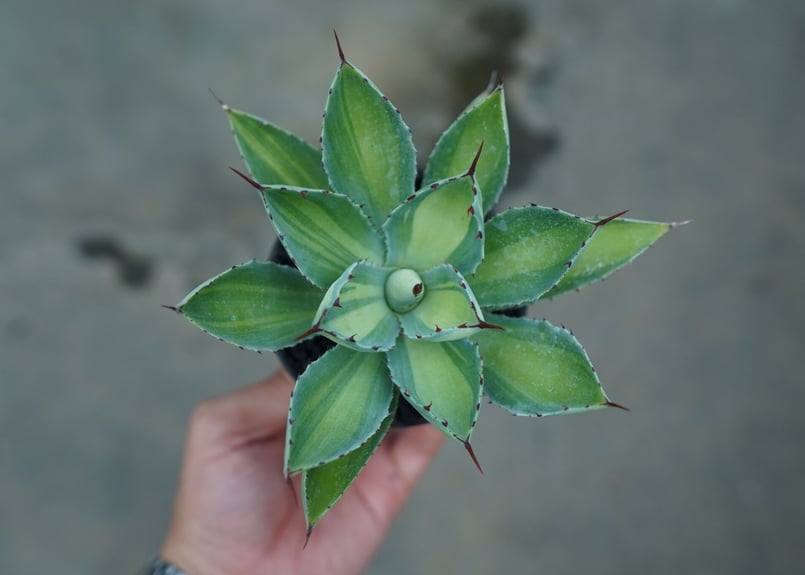 アガベ 吉祥冠錦 Agave potatorum variegata | mana's gr...