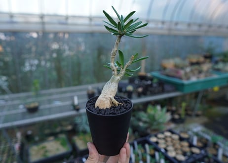 パキポディウム　ビスピノーサム　Pachypodium bispinosum