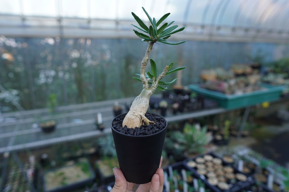 パキポディウム ビスピノーサム Pachypodium bispinosum | mana's