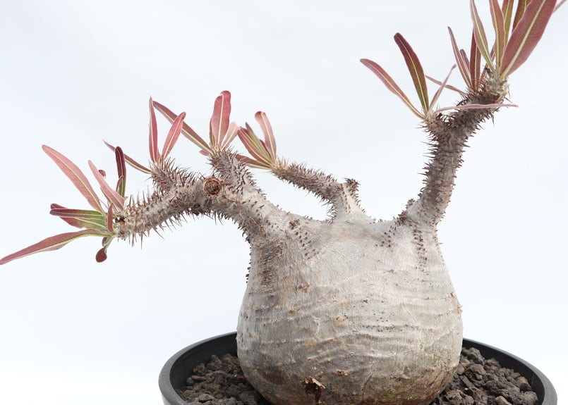 パキポディウム グラキリス | mana's farm:塊根植物・アガベ・ドライ