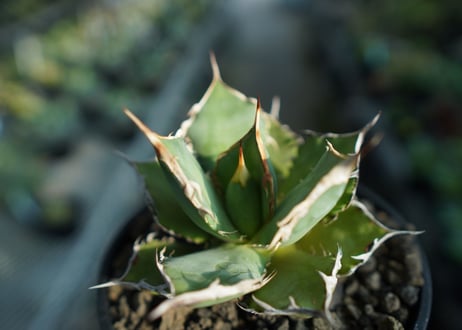 アガベ　チタノタ　FO-76　agave titanota  FO-76  No.8