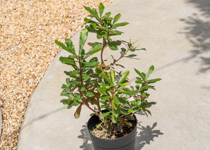 バンクシアコースト　/ 562 楽天市場】バンクシア コースト 約100-120cm 苗 植木 庭木