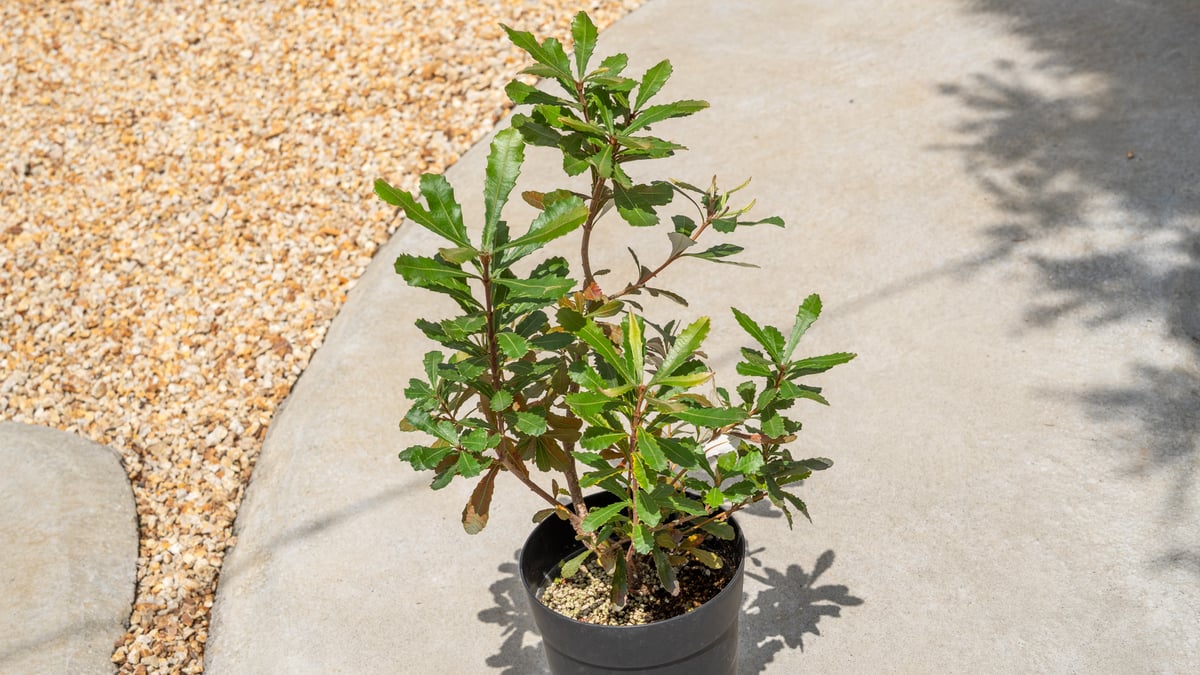 コースト バンクシア | mana's farm:塊根植物・アガベ・ドライガーデン