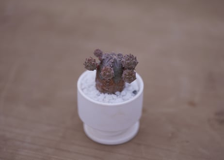 ユーフォルビア　オベサブロウ　Euphorbia Obesablow