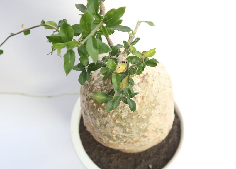 フォッケア エデュリス | mana's farm:塊根植物・アガベ・ドライ