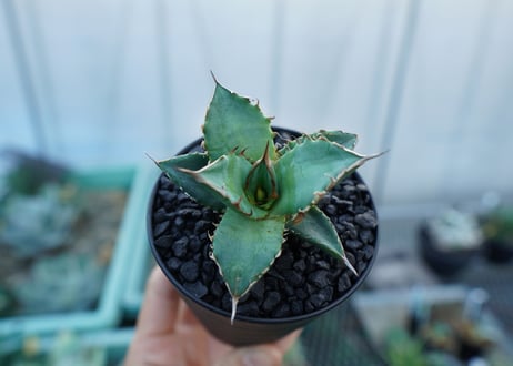 アガベ　チタノタ　MTN01　agave titanota MTN01