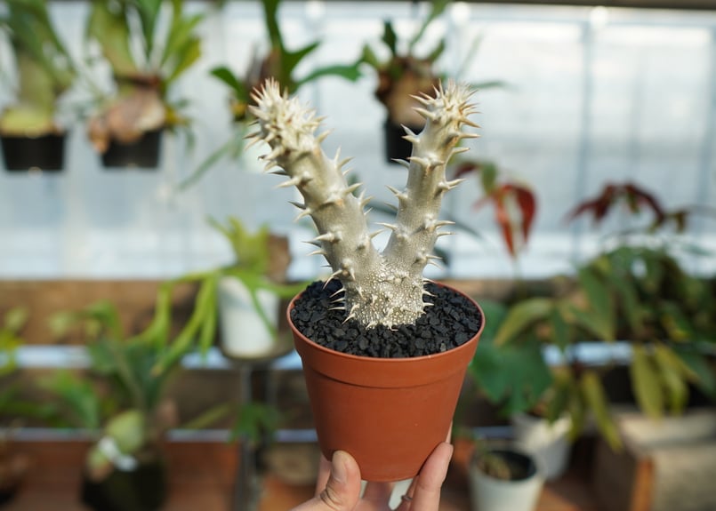 パキポディウム デンシフローラム No.2 | mana's farm:塊根植物