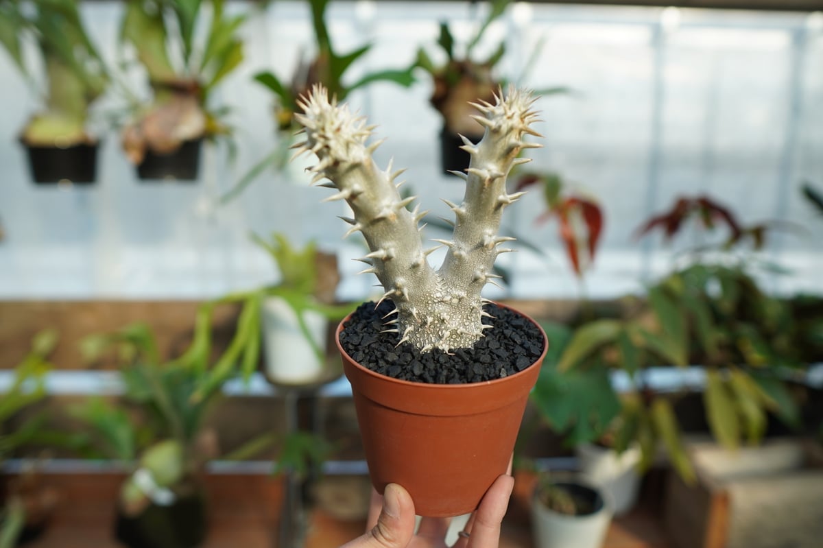塊根植物　デンシフローラム2頭　鉢つき fit=scale-down,w=1200
