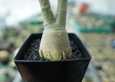 アデニウム　Adenium　No.11