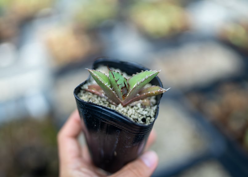 ★実生選抜★ アガベ オテロイ 管理番号No.3 ☆実生選抜☆ アガベ オテロイ 管理番号No.3 - メルカリ