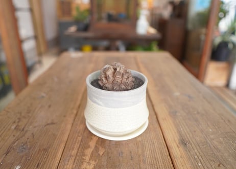 亀甲竜 Dioscorea elephantipes