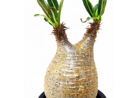 Pachypodium Gracilius パキポディウム  グラキリス  №7 little