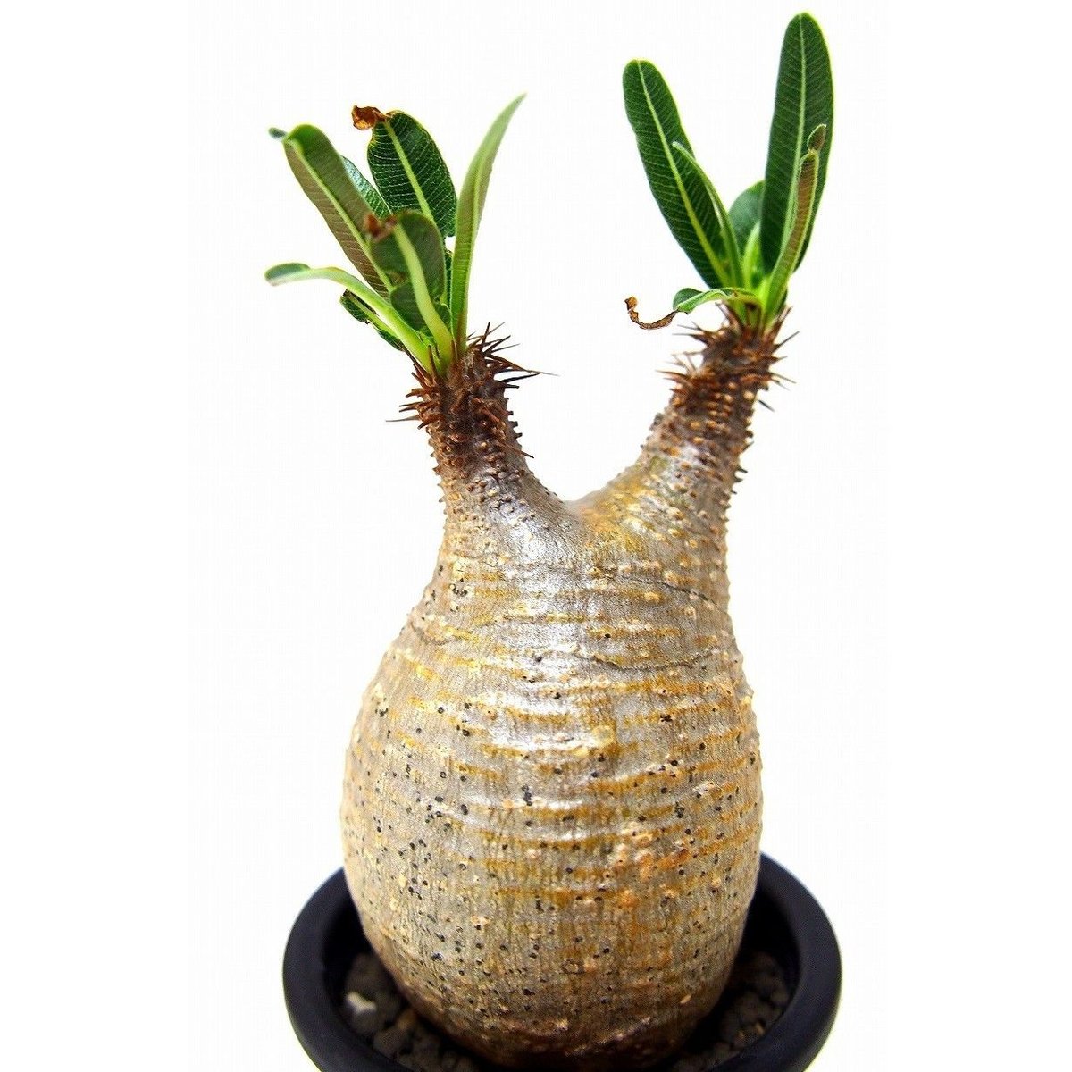 Pachypodium Gracilius パキポディウム グラキリス №7 little