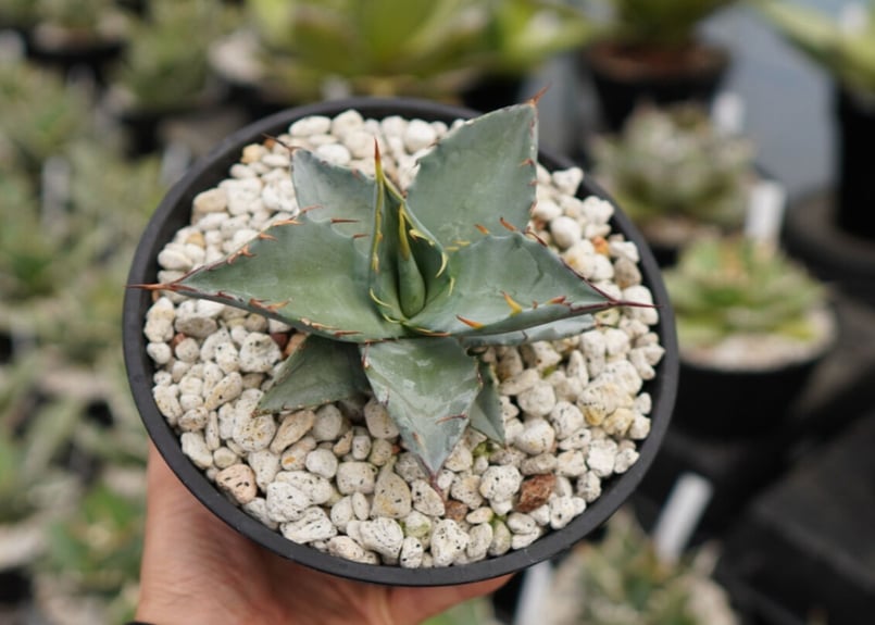 アガベ　ファンキートゥース　× マルガリータ　ハイブリッド し*ん様 アガベ ハイブリッド ファンキートゥース マルガリータ