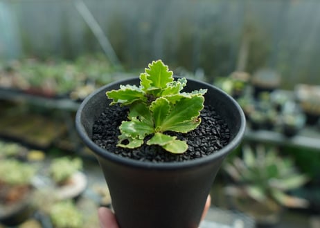 オトンナ　チュベローサ　Othonna tuberosa No.2