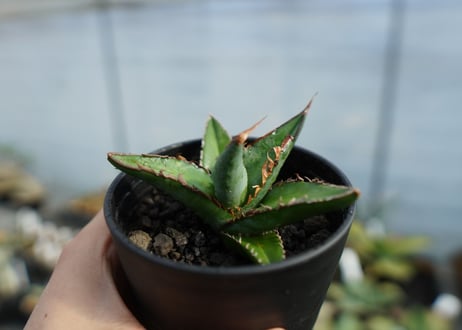 アガベ　オテロイ　agave oteroi　No.1