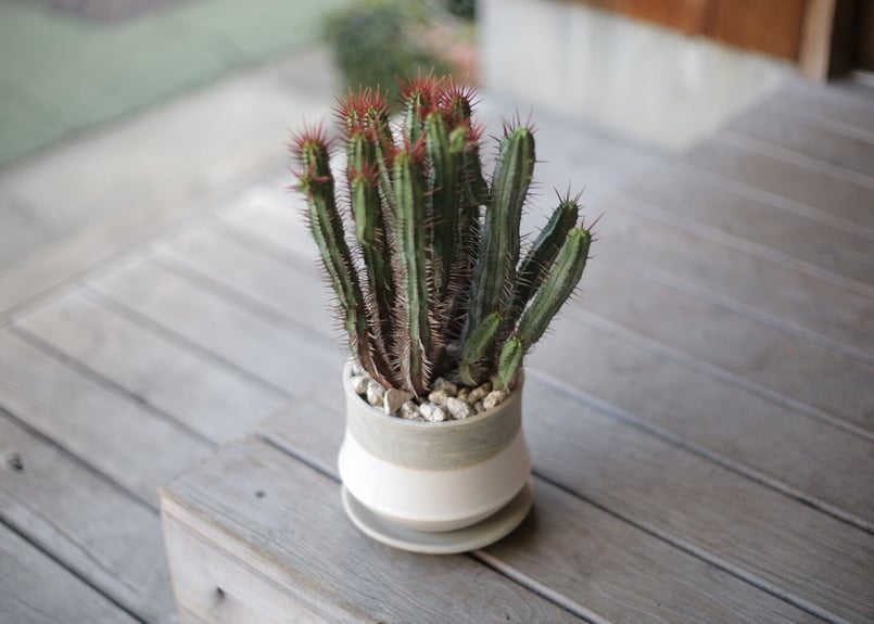 ユーフォルビア エノプラ Euphorbia enopla | mana's farm:塊根植