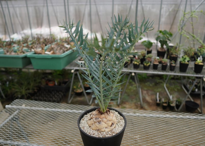 エンセファラルトス ホリダス Encephalartos horridus NO.2 | エンセファラルトス ホリダス Encephalartos horridus NO.2 |