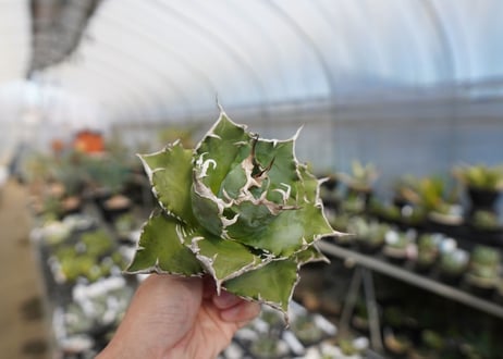 agave titanota ソーラーエクリプス　solareclipse　No.2