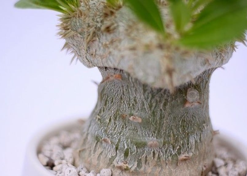 パキポディウム　ブレビカウレ　恵比寿笑　塊根植物 楽天市場】Pachypodium brevicauleパキポディウム ブレビカウレ