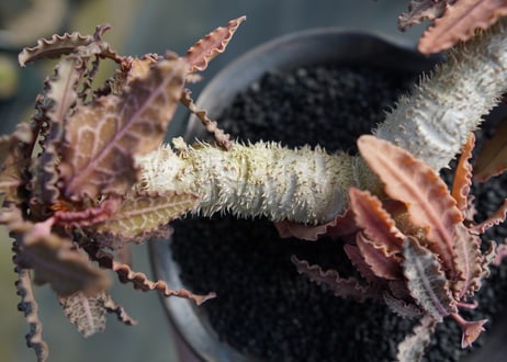 ユーフォルビア　フランコイシー　Euphorbia  francoisii