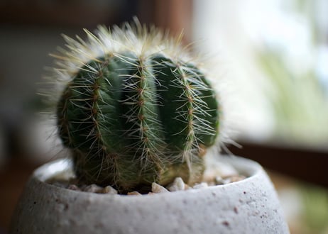 これ一つでインテリアがグッとお洒落に＊多肉植物サボテン3点ＳＥＴ