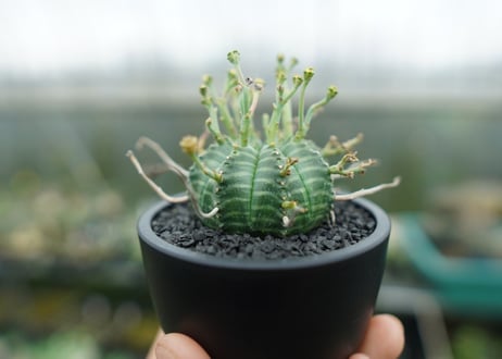 ユーフォルビア　バリダ　Euphorbia valida　No.1