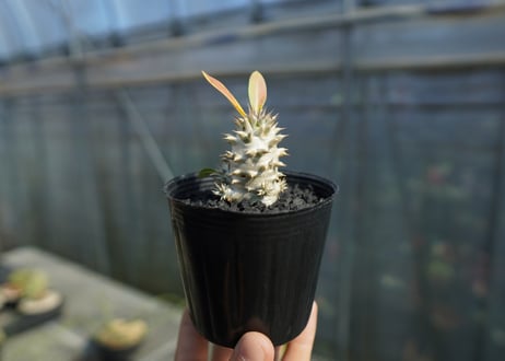 パキポディウム　デンシフローラム Pachypodium densiflorum   No.3