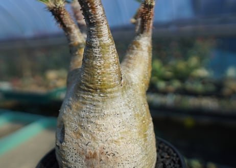 パキポディウム　グラキリス　 Pachypodium Gracilius  No.8