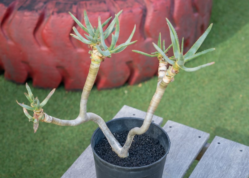 アロエ　ラモシシマ　優良株！　観葉植物　アガベ アロエ ラモシシマ | mana's farm:塊根植物・アガベ・ドライガーデン