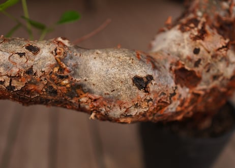 コミフォラ オルビクラリス　commiphora orbicularis