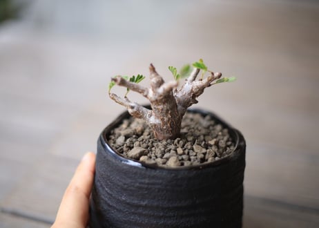 センナ　メリディオナリス　Senna meridionalis