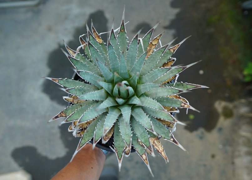 アガベ ユタエンシス Agave uthaensis No.4 | mana's farm:塊