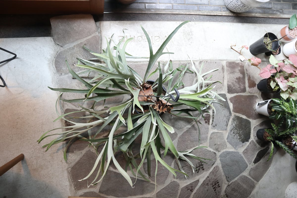 【週末セール】ビカクシダ ビーチー ビカクシダ ビーチー | mana's farm:塊根植物・アガベ・ドライ