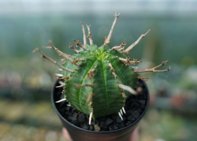 ユーフォルビア スーパーバリダ Euphorbia super valida | mana's