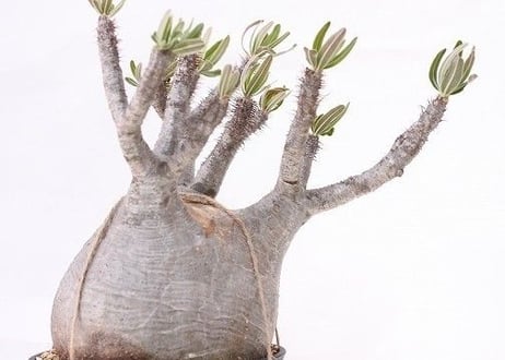 Pachypodium Gracilius パキポディウム  グラキリス  未発根  no.2