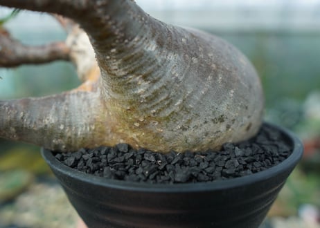 パキポディウム　グラキリス　Pachypodium gracilius　No.1