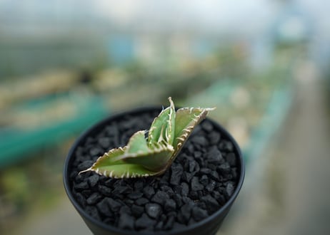 アガベ　チタノタ　追星 agave titanota cok