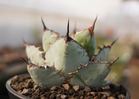 Agave titanota 'black and blue'【スタッフ一押し】　No.4