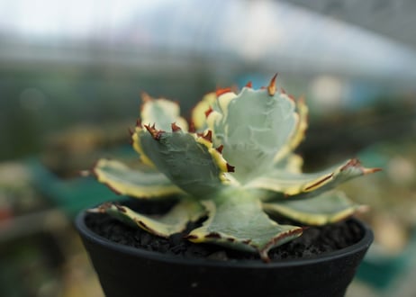アガベ　兜蟹錦　連棘　Agave isthmensis “Kabutogani” variegata  No.4